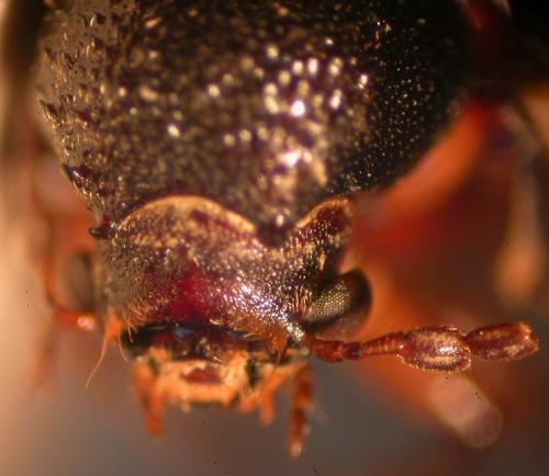 Xylothrips religiosus (Boisduval, 1835) Xylothrips religiosus (Boisduval, 1835)