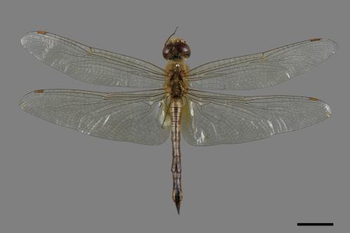 Pantala flavescens[薄翅蜻蜓][00086793]
