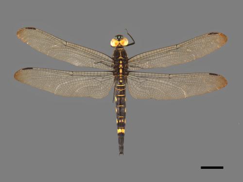 Onychothemis testacea tonkinensis[琥珀蜻蜓][00103739]