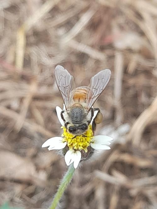 西方蜜蜂