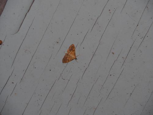 Pagyda nebulosa