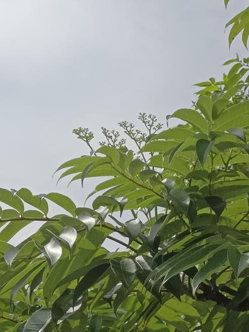 食茱萸