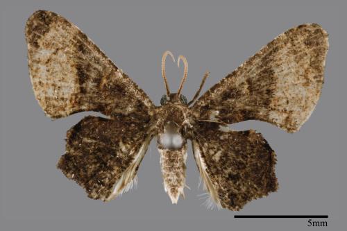 Monobolodes pernigrata[圓翅寬帶雙尾蛾][00012892]