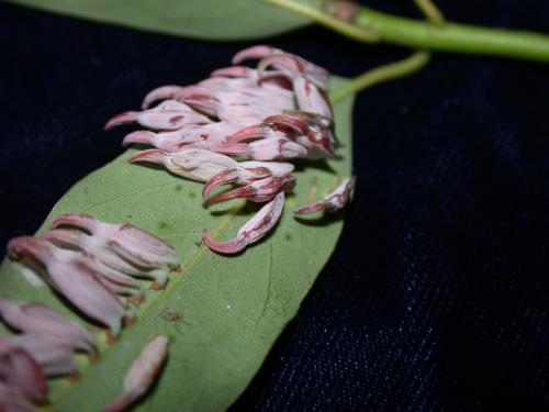 Daphnephila ornithocephala 的蟲癭