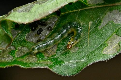 Herpetogramma basalis Herpetogramma basalis