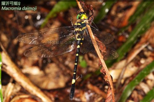 13-05 耀沂弓蜓