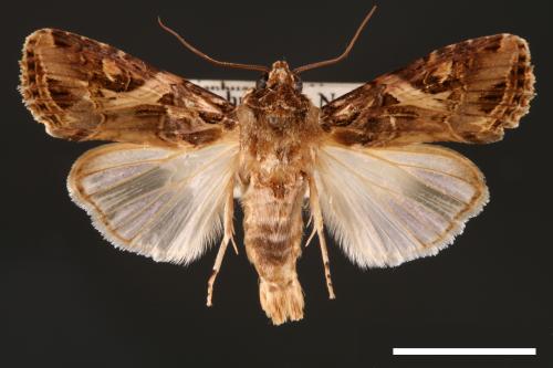 Spodoptera litura[斜紋夜蛾][00002792]