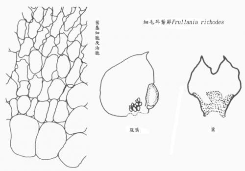 細毛耳葉蘚 細毛耳葉蘚