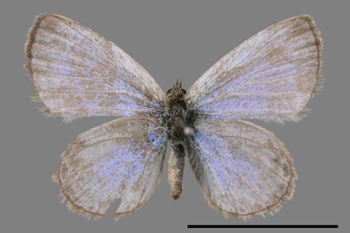 Zizeeria maha okinawana[沖繩小灰蝶][00075216]