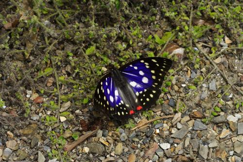 20090927_347195_Sasakia charonda  formosana_a.jpg