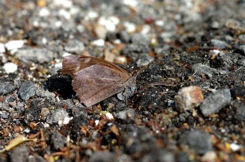 20090927_347145_Libythea lepita formosana_a.jpg 20090927_347145_Libythea lepita formosana_a.jpg