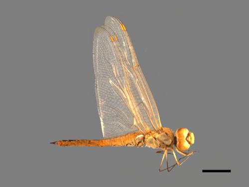 Pantala flavescens[薄翅蜻蜓][00103669]