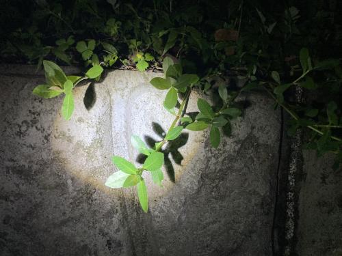 空心蓮子草