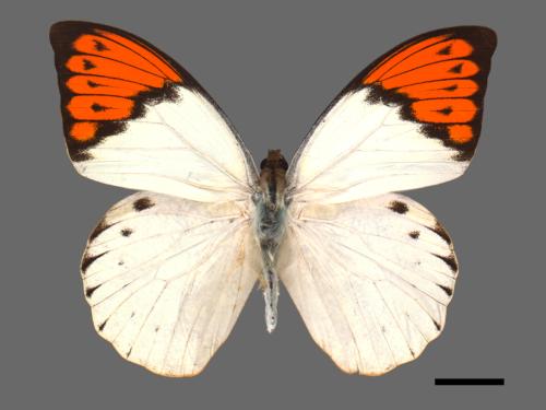 Hebomoia glaucippe formosana[端紅蝶][00014273]