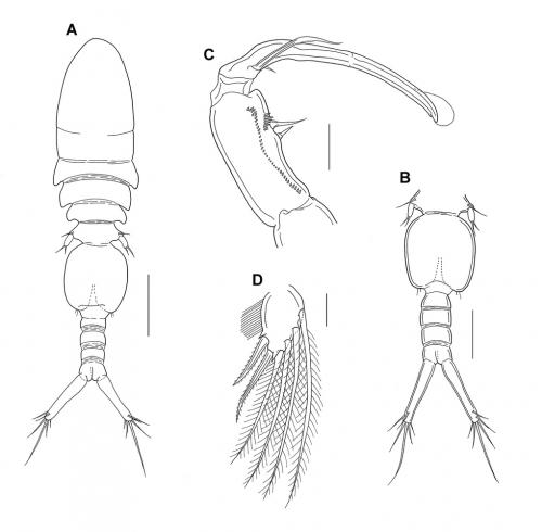 Anchimolgus tanaus_雄.jpg Anchimolgus tanaus_雄.jpg