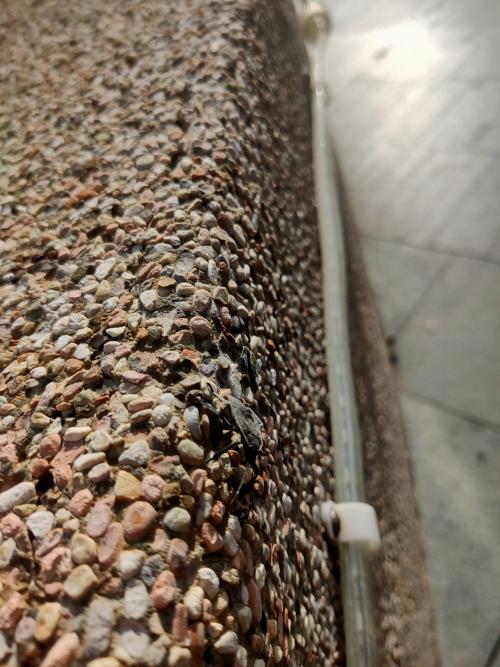 麻皮蝽 麻皮蝽