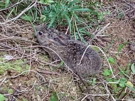 臺灣野兔 臺灣野兔