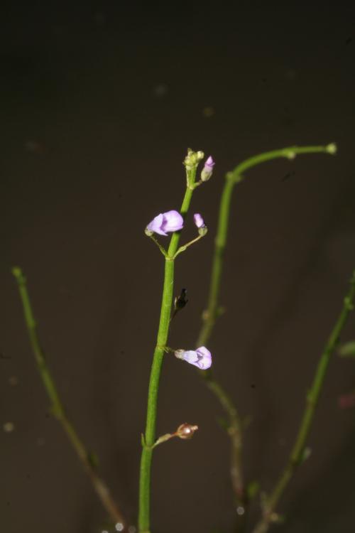 虻眼草-Scrophulariaceae玄參科-虻眼草屬-Dopatrium junceum-20080907台北縣金山鄉-八煙水田-IMG_0334