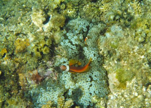 Amphiprion frenatus@fishdb-media-4728 Amphiprion frenatus@fishdb-media-4728