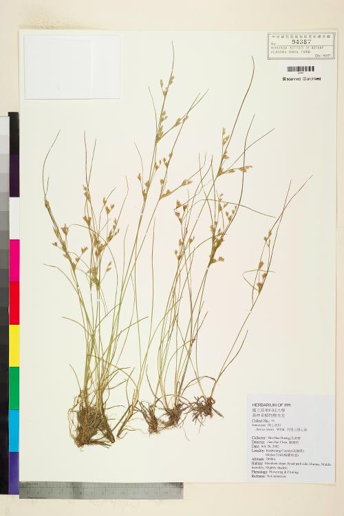 HAST 00094387