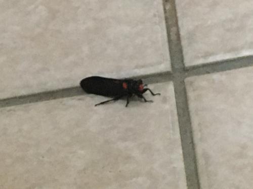 紅蟬