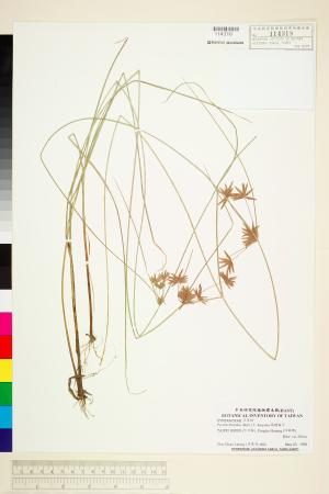 <a href="https://brmas.openmuseum.tw/muse/digi_object/0004eb3ec41ac488bb42068fc6d1d2ca" target="_blank">球穗扁莎／中央研究院生物多樣性研究博物館植物標本館 (HAST)</a>