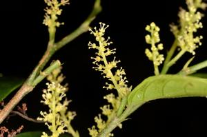 <a href="https://taieol.tw/muse/digi_object/03a1ed473712708d33f05b6cb02c4d9d" target="_blank">日本五月茶／By：galanhsnu／iNaturalist</a>