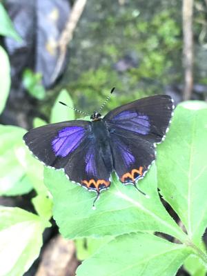 <a href="https://taieol.tw/muse/digi_object/979a3d4bc9654bf87d25a84bfb874e12" target="_blank">Heliophorus ila／By：kellyshu／iNaturalist</a>