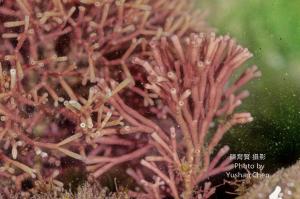<a href="https://taieol.tw/muse/digi_object/0ff123cd9752ed7b754688a114ce9781" target="_blank">白果胞藻／By：陳育賢／臺灣物種名錄(TaiCOL)</a>