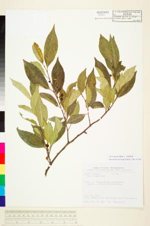 <a href="https://brmas.openmuseum.tw/muse/digi_object/000e2d176236d95014a065bfdb6a7133" target="_blank">菲律賓榕／中央研究院生物多樣性研究博物館植物標本館 (HAST)</a>