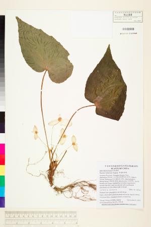 <a href="https://brmas.openmuseum.tw/muse/digi_object/001dca49dfaf0a71c6fe03e4f5cd2d1d" target="_blank">北越秋海棠／中央研究院生物多樣性研究博物館植物標本館 (HAST)</a>