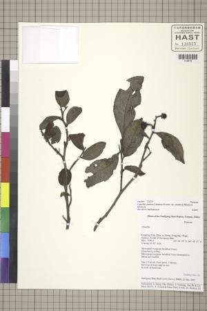 <a href="https://brmas.openmuseum.tw/muse/digi_object/004b57ea77017c243504ec2f7995507f" target="_blank">阿薩母茶／中央研究院生物多樣性研究博物館植物標本館 (HAST)</a>