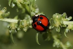 Aulacophora lewisii Baly, 1866