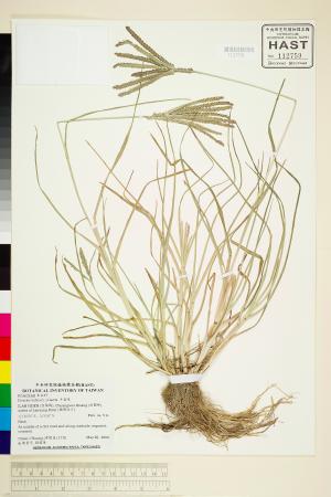 <a href="https://brmas.openmuseum.tw/muse/digi_object/0067a09592e3046c4a68a193cc1d0aea" target="_blank">牛筋草／中央研究院生物多樣性研究博物館植物標本館 (HAST)</a>