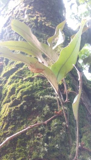 <a href="https://taieol.tw/muse/digi_object/5aa8d3958cf2842c286732c4d62e57ec" target="_blank">石葦／By：erickkao／iNaturalist</a>
