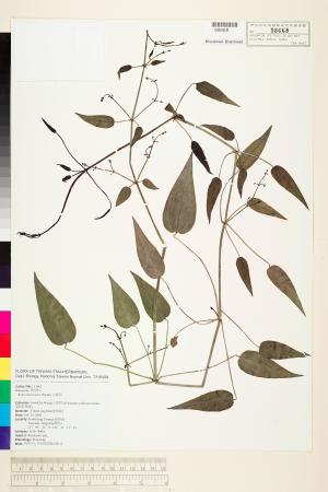 <a href="https://brmas.openmuseum.tw/muse/digi_object/006ffb6308b631f351c7ffdd1fead3a8" target="_blank">金劍草／中央研究院生物多樣性研究博物館植物標本館 (HAST)</a>