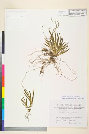 <a href="https://brmas.openmuseum.tw/muse/digi_object/007e8c0a8682326d11a5062545a8eacc" target="_blank">二裂唇莪白蘭／中央研究院生物多樣性研究博物館植物標本館 (HAST)</a>