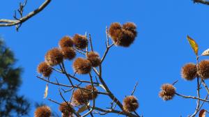 <a href="https://taieol.tw/muse/digi_object/07d359fbe81abe6f7fd3ac6f1339ad53" target="_blank">板栗／By：naturalist14740／iNaturalist</a>