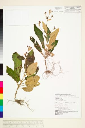 <a href="https://brmas.openmuseum.tw/muse/digi_object/00a16ccfb1103d57d2e0e5824f283440" target="_blank">錐序蛛毛苣苔(旋莢木)／中央研究院生物多樣性研究博物館植物標本館 (HAST)</a>