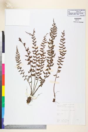 <a href="https://brmas.openmuseum.tw/muse/digi_object/00a5707c2e92c608f0853f08c2a318e0" target="_blank">鱗柄鐵角蕨／中央研究院生物多樣性研究博物館植物標本館 (HAST)</a>