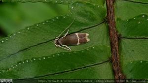 <a href="https://taieol.tw/muse/digi_object/736fcd20525d2eb735439f84eb7552ef" target="_blank">Phaeoses leucodeta／By：lin-sun-fong／iNaturalist</a>