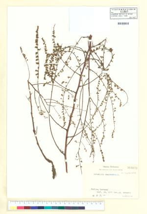 <a href="https://brmas.openmuseum.tw/muse/digi_object/00e05ea7653da5d8b89cb60487c1d6be" target="_blank">細葉山艾／中央研究院生物多樣性研究博物館植物標本館 (HAST)</a>