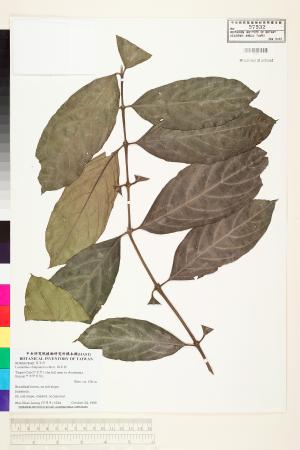 <a href="https://brmas.openmuseum.tw/muse/digi_object/00f2fd16c59a33fb74c6242b93a34967" target="_blank">雞屎樹／中央研究院生物多樣性研究博物館植物標本館 (HAST)</a>