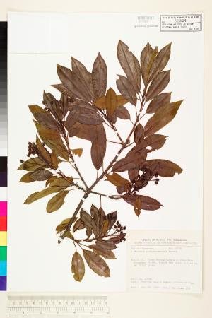 <a href="https://brmas.openmuseum.tw/muse/digi_object/00fa2b7de20bba73c10f55dc014d62bf" target="_blank">玉山假沙梨／中央研究院生物多樣性研究博物館植物標本館 (HAST)</a>