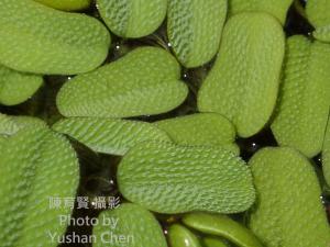 <a href="https://taieol.tw/muse/digi_object/127c883e411d0f71f35e3e88d0c0da12" target="_blank">槐葉蘋／By：陳育賢／陳育賢</a>