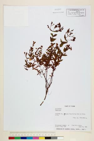 <a href="https://brmas.openmuseum.tw/muse/digi_object/010392ece7d22b873cf5c787294d45ca" target="_blank">金絲桃屬／中央研究院生物多樣性研究博物館植物標本館 (HAST)</a>