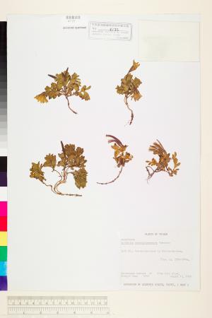 <a href="https://brmas.openmuseum.tw/muse/digi_object/011052da21feceab29a5921ee77f3bd9" target="_blank">南湖柳葉菜／中央研究院生物多樣性研究博物館植物標本館 (HAST)</a>