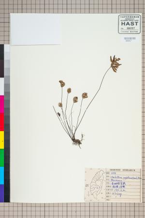 <a href="https://brmas.openmuseum.tw/muse/digi_object/01144fe4a9cf00e5bda8eb6585ee7316" target="_blank">長柄粉背蕨／中央研究院生物多樣性研究博物館植物標本館 (HAST)</a>