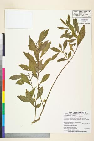 <a href="https://brmas.openmuseum.tw/muse/digi_object/01158c79b7c27a57f3b962a3979c26a9" target="_blank">疏花紫珠／中央研究院生物多樣性研究博物館植物標本館 (HAST)</a>