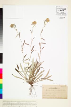<a href="https://brmas.openmuseum.tw/muse/digi_object/013e765893777dbf81bab5415b4602c7" target="_blank">父子草(天青地白)／中央研究院生物多樣性研究博物館植物標本館 (HAST)</a>